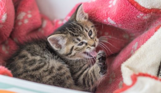 トイレと新しい扶養家族