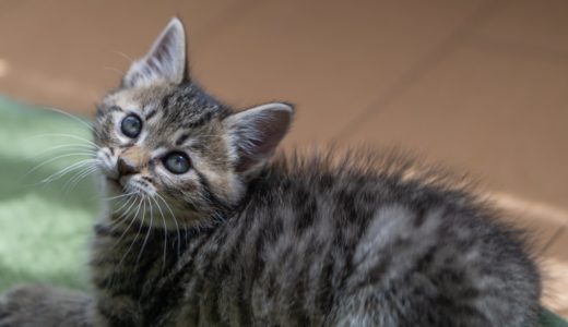 やっぱり出てきました寄生虫。