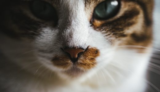 うちの猫は不思議①