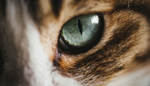 うちの猫は不思議②