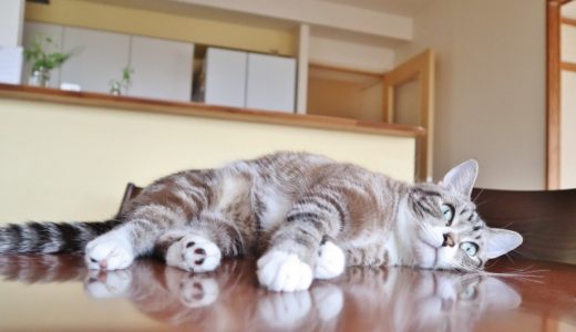 安心安全安価のキャットフードはこれだ！経験から選ぶ猫のごはん。