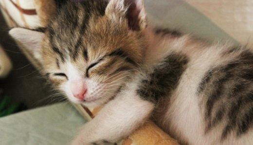 子猫を保護したのだけれど、なかなか慣れてくれない。どうしよう？