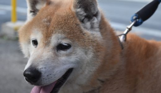 犬の散歩の暑さ対策はこうしよう。