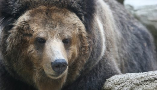 もしも熊に遭遇したらどうする？遭遇しないための方法は？