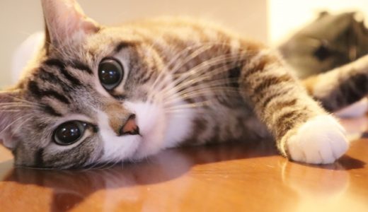 猫のワクチンは室内飼いでも毎年しなければならないの？
