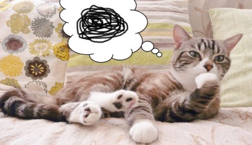 猫の散歩はどうしよう？